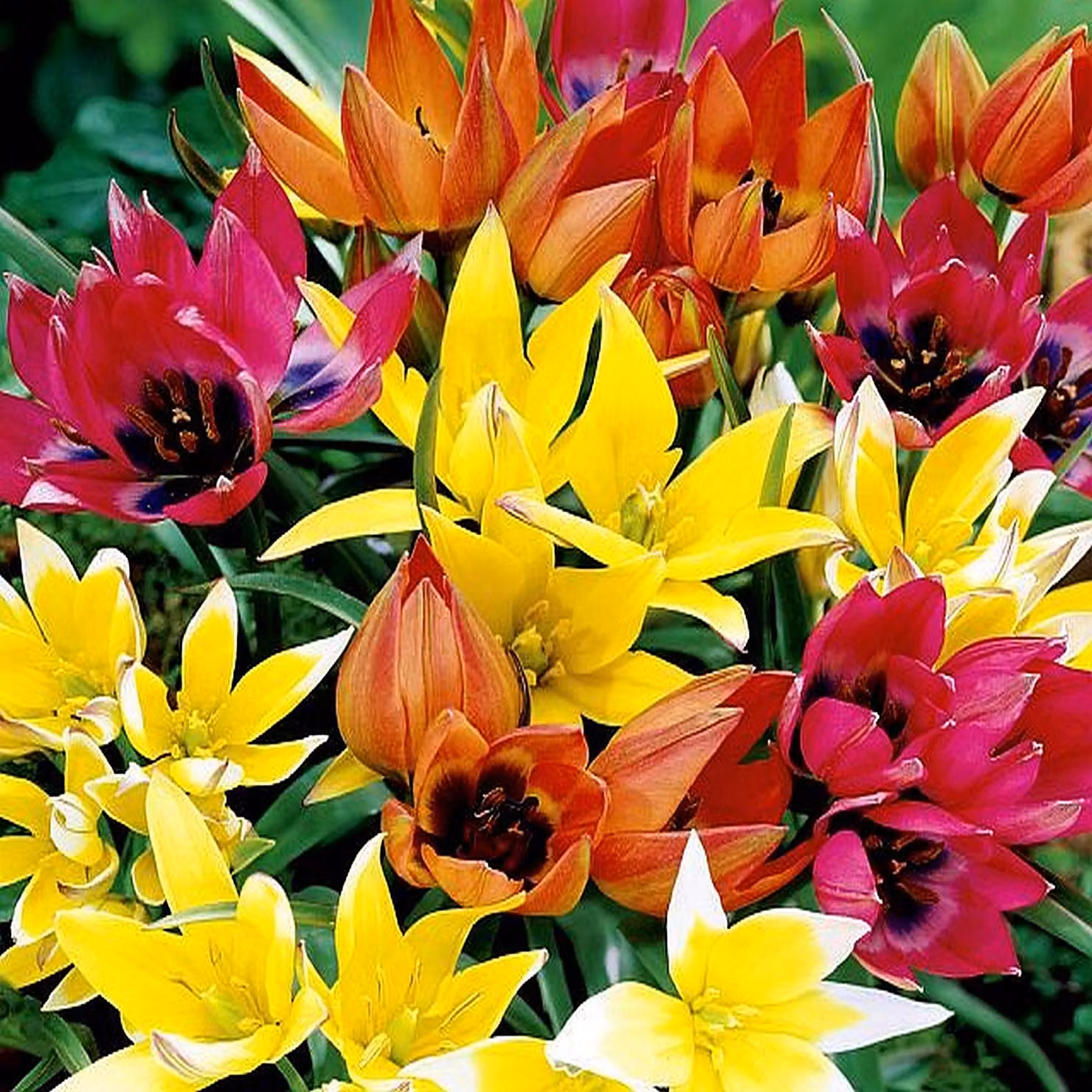 Tulipani Bulbi Fiori Miscela botanica di tulipani 10 pz.