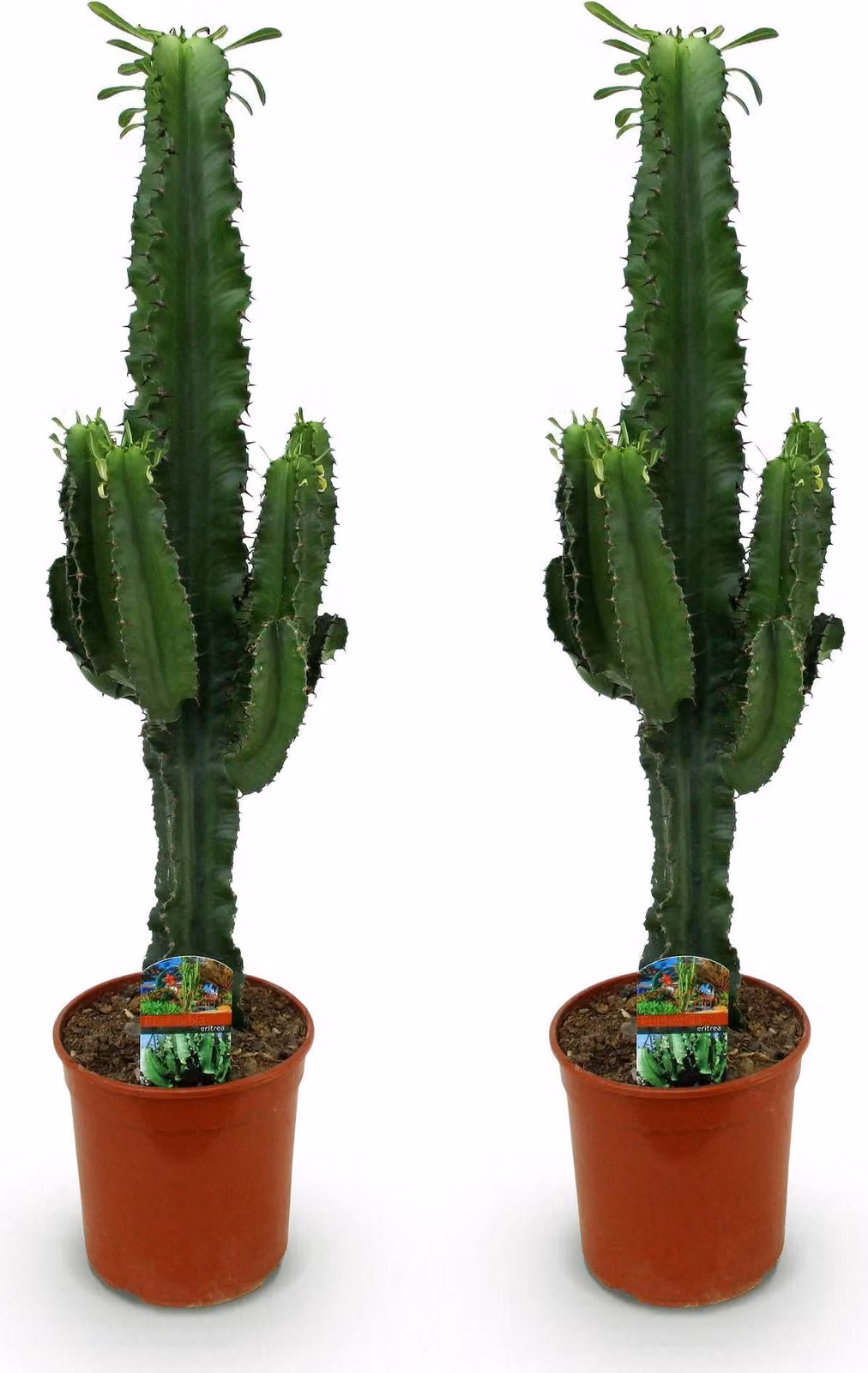 Cactus euforbia Euphorbia eritrea - Albero del latte africano - 2 piante da