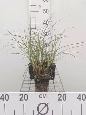 6 x Miscanthus sin. 'Yaku Jima' ('yakush. dwarf') - Canna cinese - vaso 9 x 9 cm