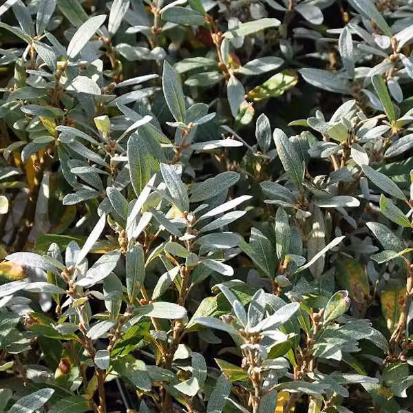 2 piante di salice alpino (Salix helvetica), alte 25-30 cm, in vaso