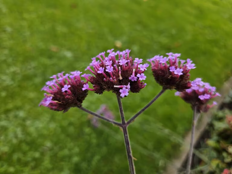 Verbena alta (Verbena bonariensis) 'Lollipop' 10-25cm, Ø9cm, 6 piante