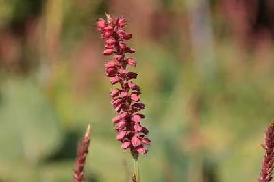 6 x Persicaria ampl. 'J.s. Caliente'® - Nodo delle candele - vaso 9 x 9 cm