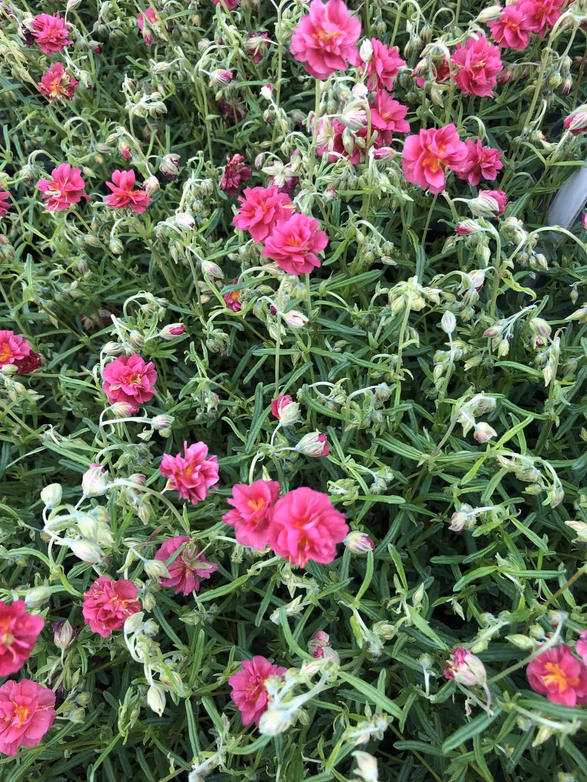 6 x Helianthemum hybr. 'Cerise Queen' - Girasole - vaso 9x9 cm