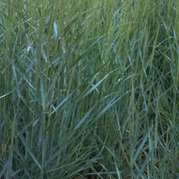 6 piante di Panicgrass 'Prairie Sky' (Panicum virgatum) | Vaso da 9x9 cm