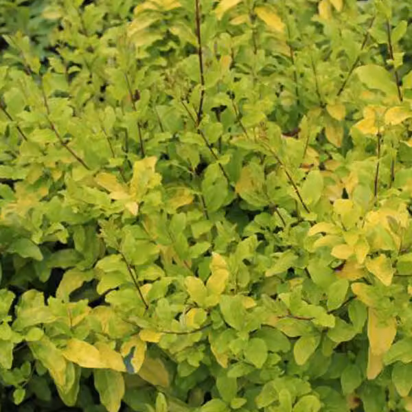 2 piante di Ligustro (Ligustrum ovalifolium 'Lemon And Lime'), alte 25-30 cm, in vaso