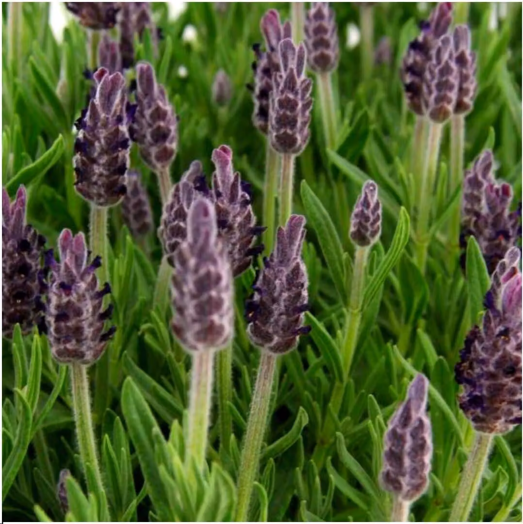 Lavanda francese Anouk - Lavandula stoechas - Lavanda a spiga - 12cm - 24