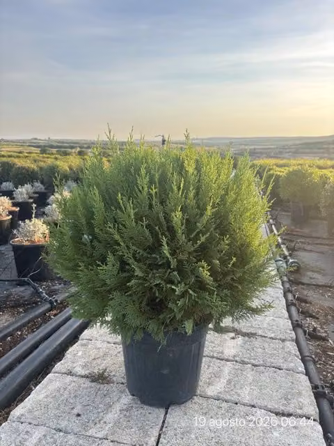Cupressocyparis Leylandii Castlewellan Gold Palla da 40 cm per siepe ornamentale di Vivaio Garden Forest