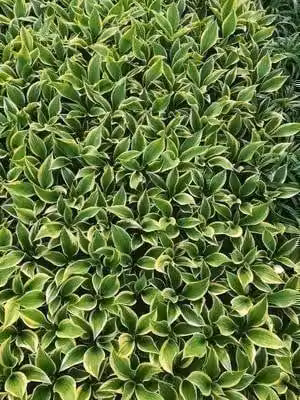 6 x Hosta hybr. 'Liberty'® - Hosta - vaso 9 x 9 cm