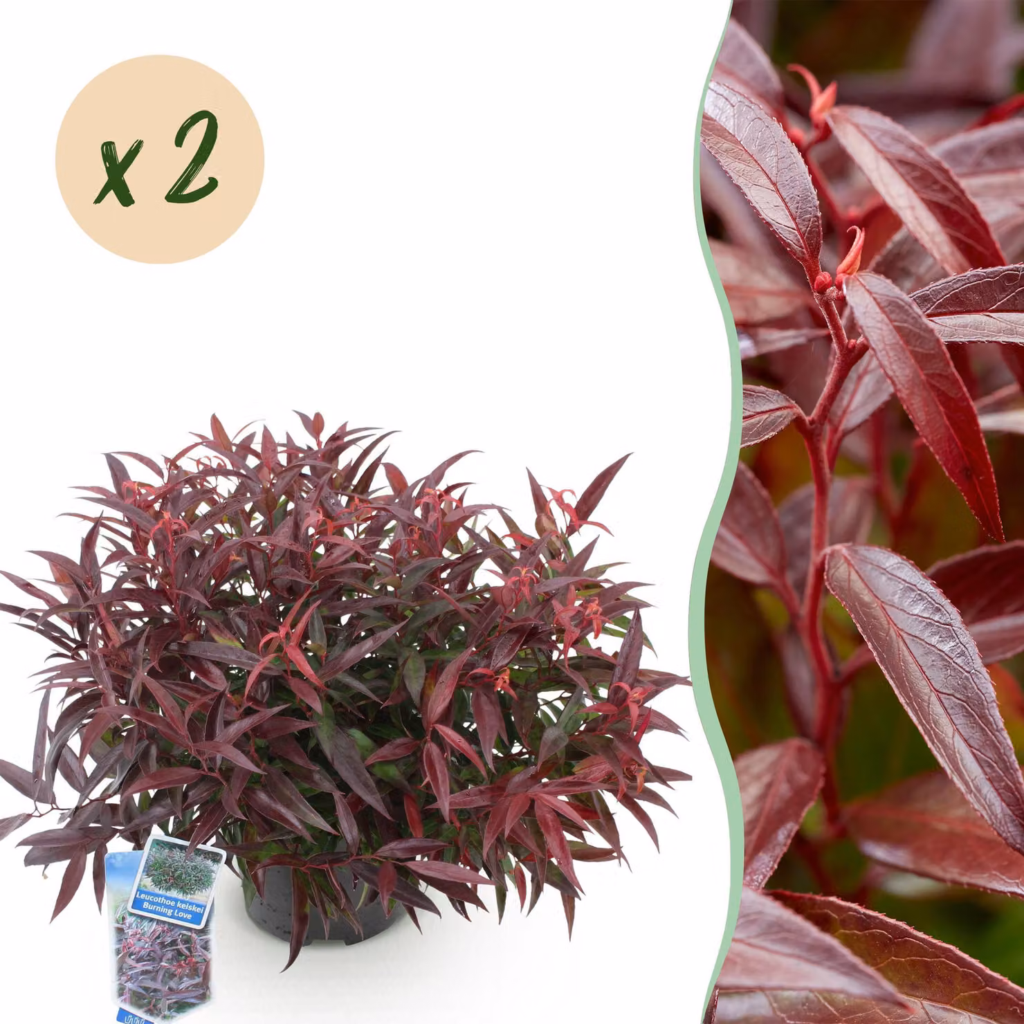 Leucothoe Burning Love - Rosso - 2 piante - Sempreverde - Bassa manutenzione - 35-45cm - Ø17cm - Pianta da giardino