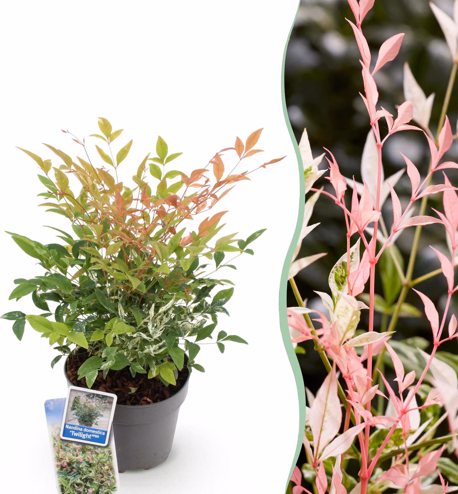 Nandina Twilight - Colorata e rosa - Sempreverde - Bassa manutenzione - 35-45cm - Ø17cm - Pianta da giardino