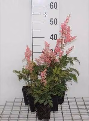 6 x Astilbe (a) 'Fanal' - magnifica spirea - vaso 9 x 9 cm