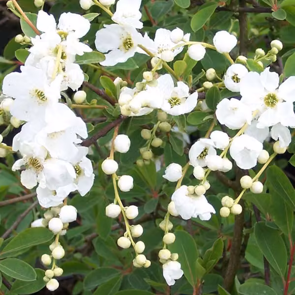 2 piante di *Exochorda 'The Bride'*, alte 50-60 cm, in vaso