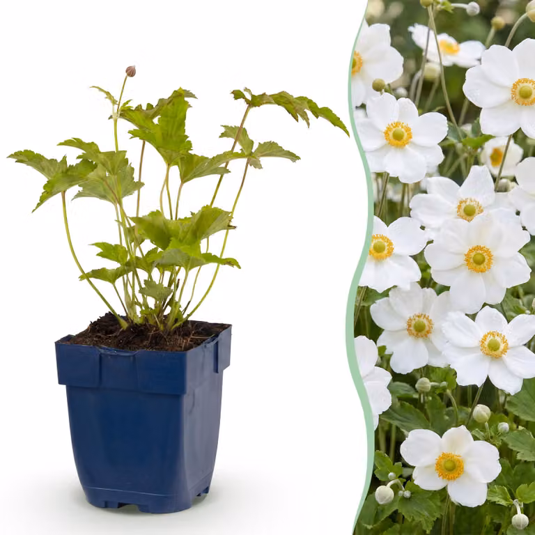 Anemone hybr. Hon. Jobert - Anemone autunnale - Ombra - Bianco - 6 piante - 15-25cm - Ø11cm - Pianta da giardino
