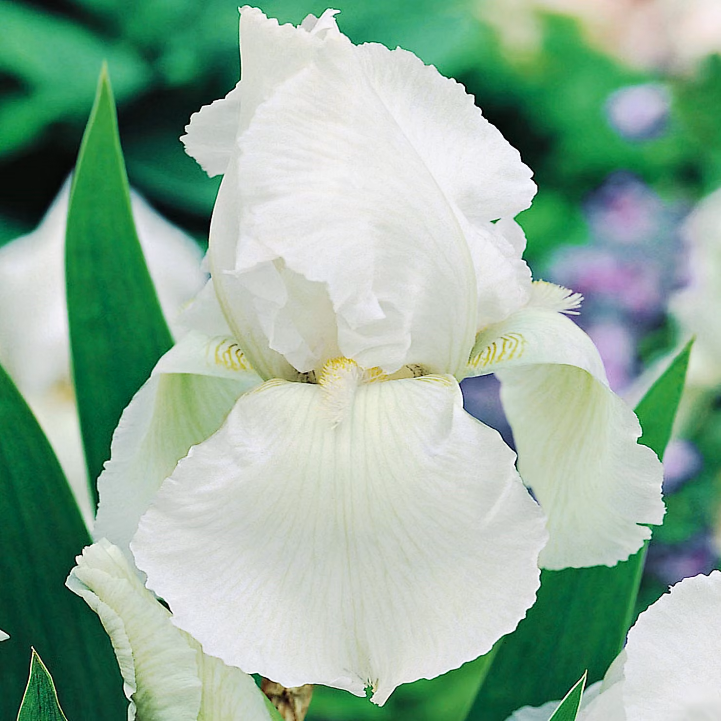 Iris Germanica Bródkowy Bianco 1 pz Iris piantine Iris Iris