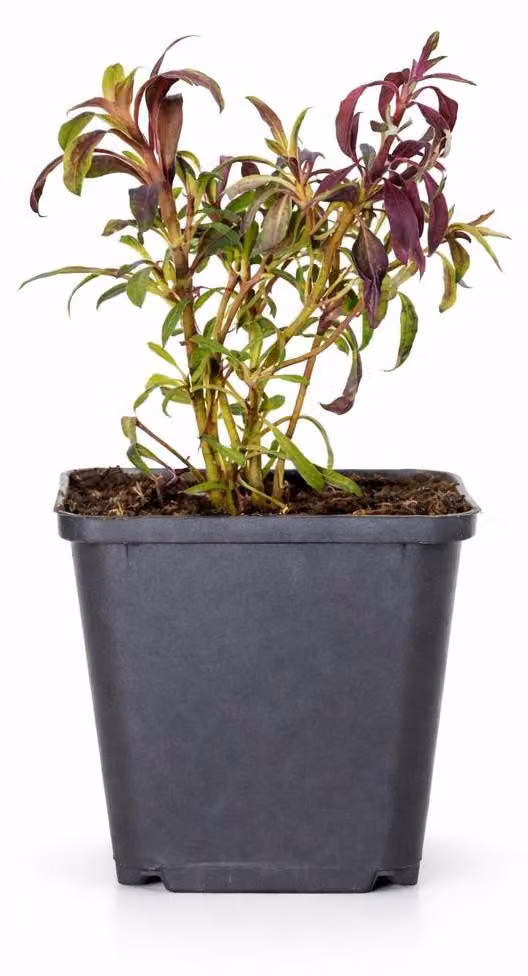 Gaura lindheimeri "Siskiyou Pink" - Prachtkerze - 9cm Topf - 10-25cm - Set con 24 piante