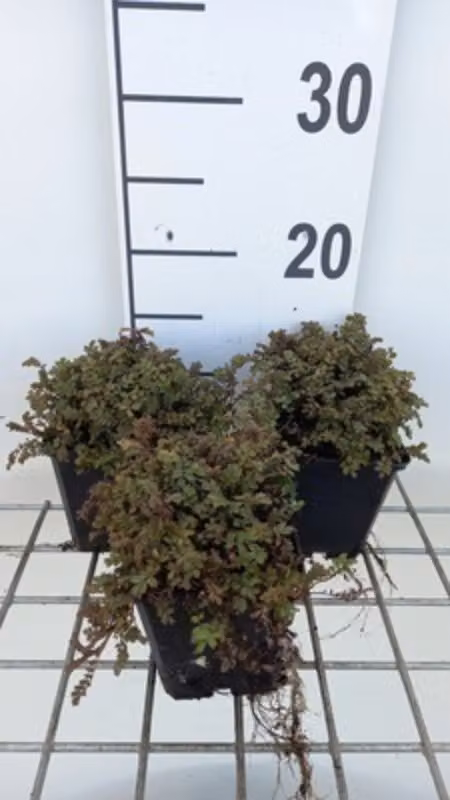 6 x Acaena micr. 'Dense mat' - noci spinose in vaso 9 x 9 cm
