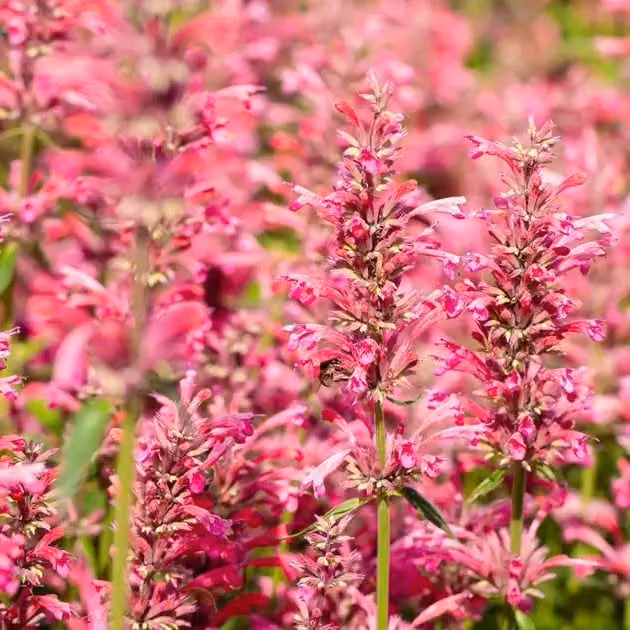 6 piante di Agastache mexicana 'Red Fortune'®, in vaso da 9x9 cm