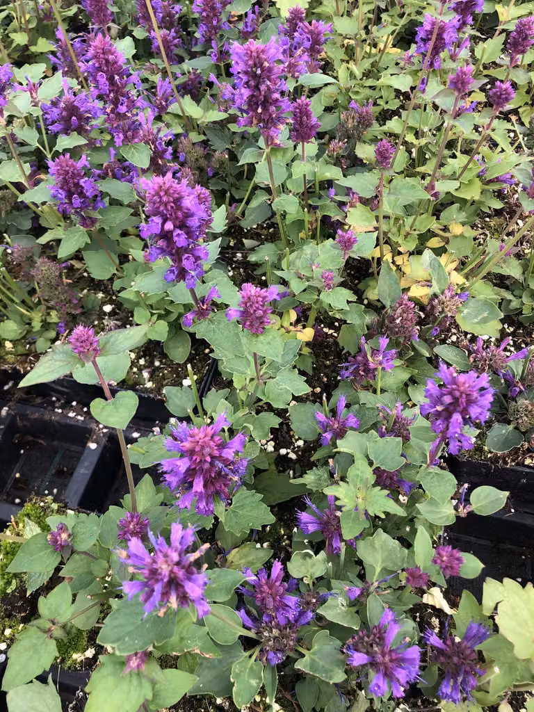 6 xAgastache 'Blue Boa' - Piccola pianta legnosa in vaso 9x9 cm