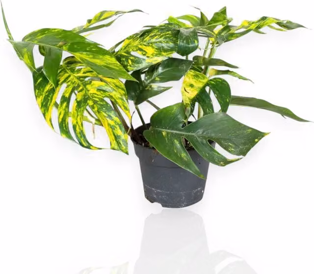 Gardenaria Epipremnum pinnatum Cintho goldfinger - Pianta da interno ornamentale con fogliame verde e oro, Altezza: 30 cm