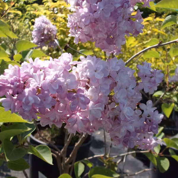 Lillaia comune - Syringa vulgaris 'Katherine Havemeyer' | 40-60 cm, in vaso