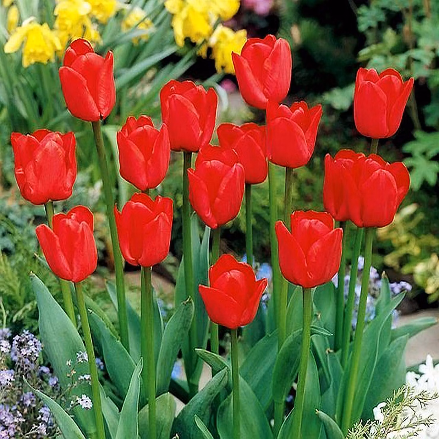 Tulipano Red bulbi Benex