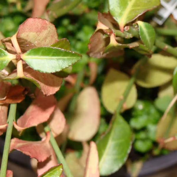 2 piante di *Euonymus fortunei* 'Tustin', varietà rampicante, in vaso, altezza 20-30 cm