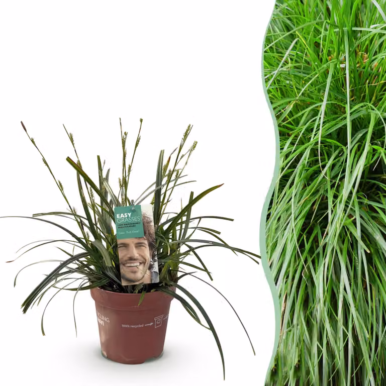 Erbe ornamentali - Carex oshimensis Verde intenso - Verde - Sempreverde - Difficile da gestire - 40-50cm - Ø17cm - Pianta da giardino