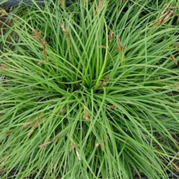 6 piante di Carex caryophyllea 'The Beatles' | Vaso da 9x9 cm