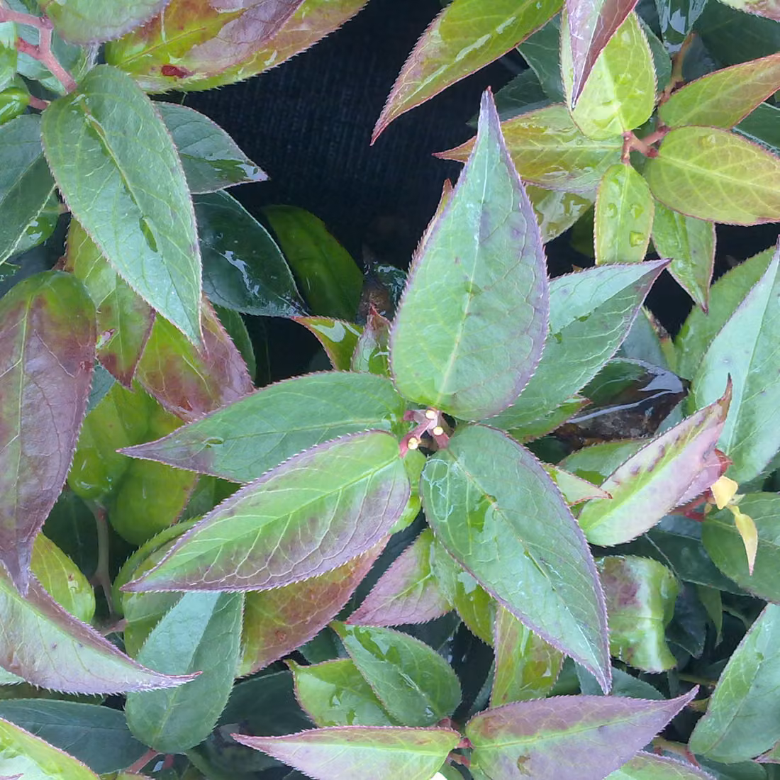 2 piante di Leucothoe 'Lovita' (nota anche come 'Zebonard'), in vaso, altezza 20-30 cm