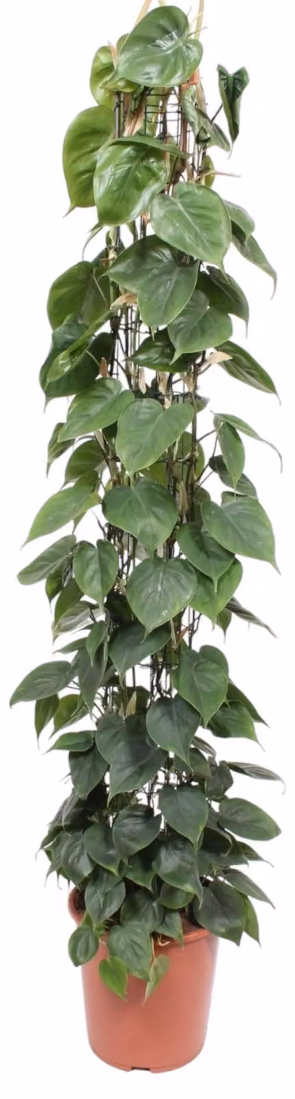 Albero amico (Filodendro) su traliccio - altezza 160 cm, Ø27