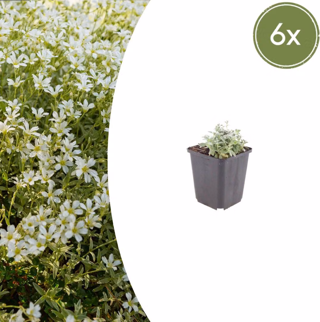 Cerastium tomentosum | 6 pezzi - 10-25cm - Ø9cm - Pianta da giardino