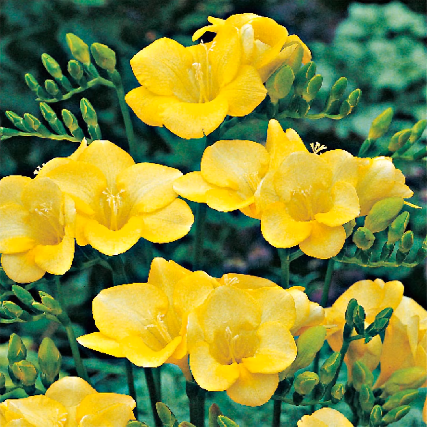 Bulbo Bulbo da fiore Pianta da vaso Pianta da taglio Fresia singola gialla 10 pz.