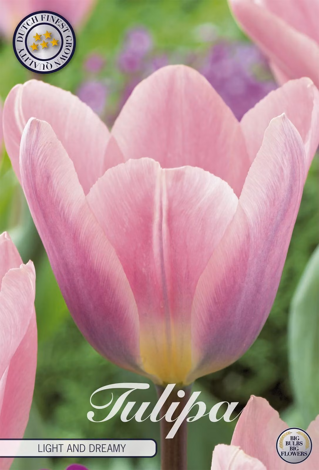 Tulipani Light and Dreamy (7 bulbi) | Bulbi di tulipano di Sam van Schooten