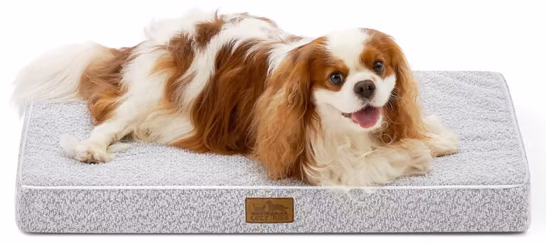 Solidchoice - Cuccia ortopedica per cani di taglia media, con coprimento lavabile