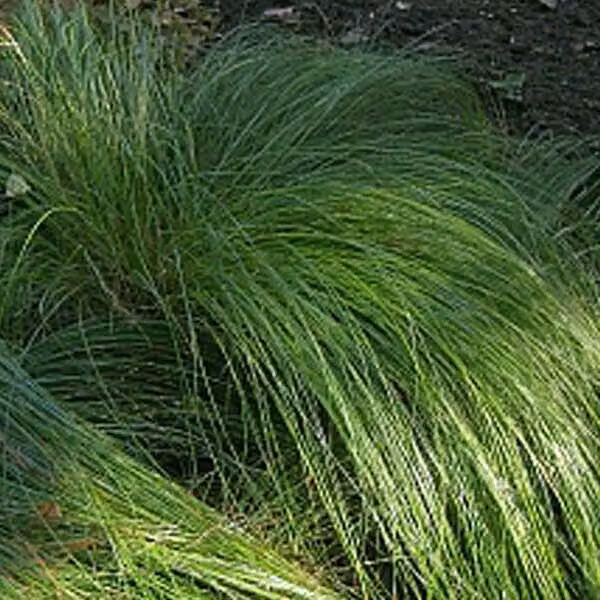 6 piante di Carex morrowii (erba giapponese) | Vaso da 9x9 cm