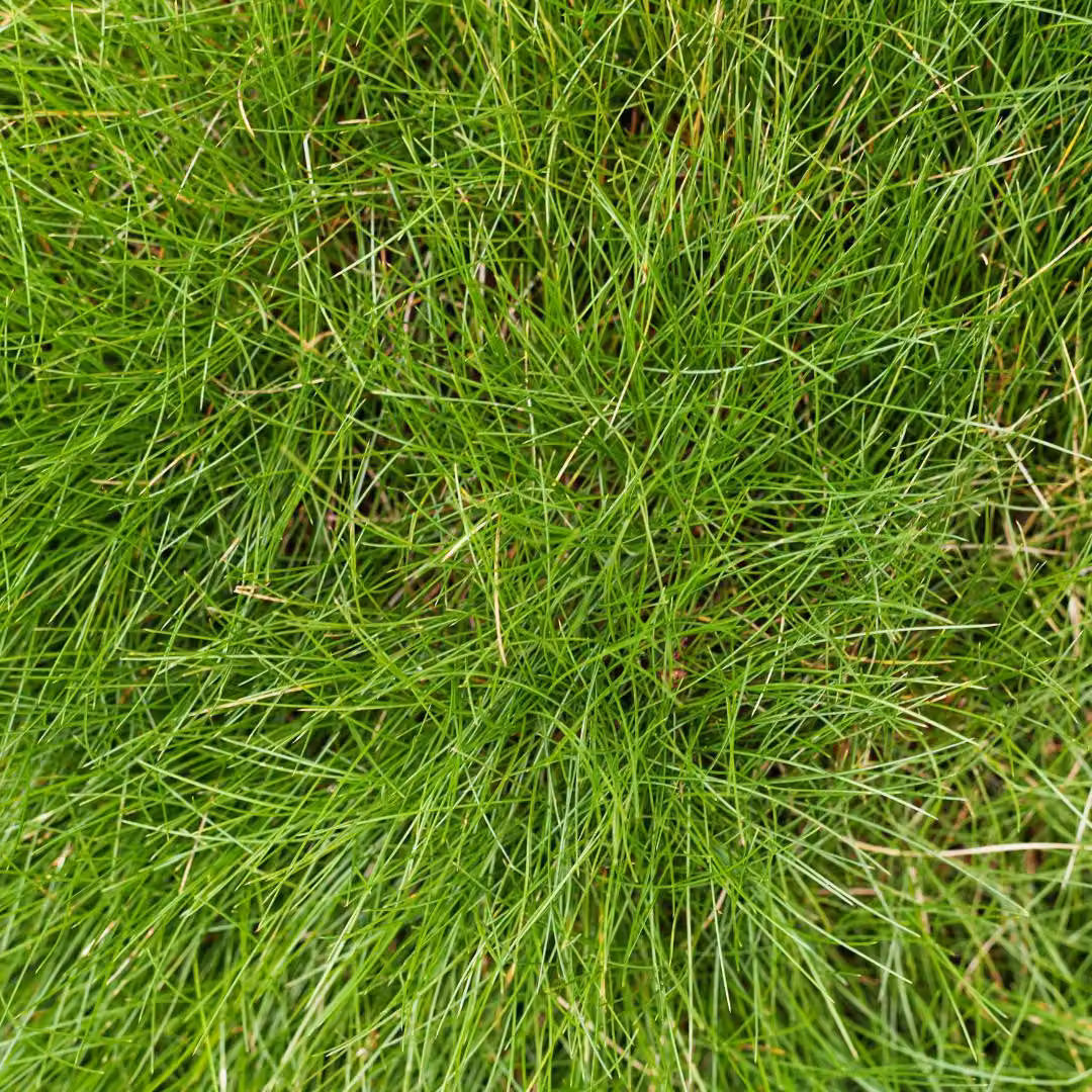 Festuca gautieri - Festuca ornamentale - 6 piante, Ø9cm, altezza 10-25cm - Erba