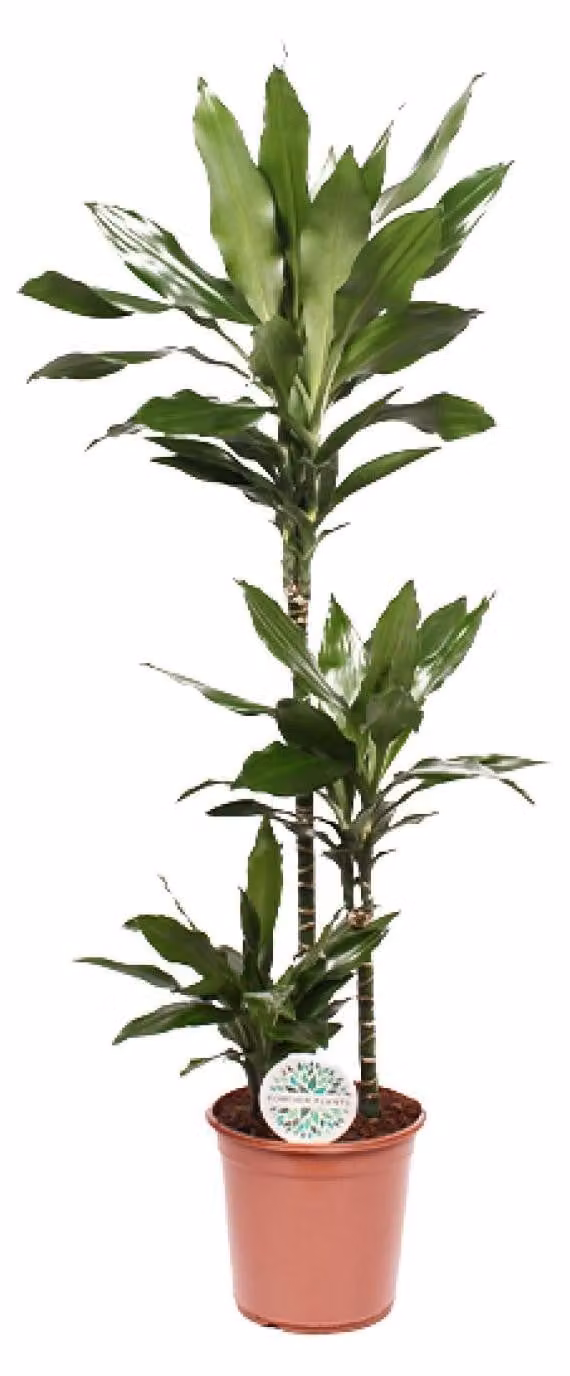 Dracaena Janet Lind - 120-130cm - Ø24cm - Pianta d'appartamento - Sempreverde