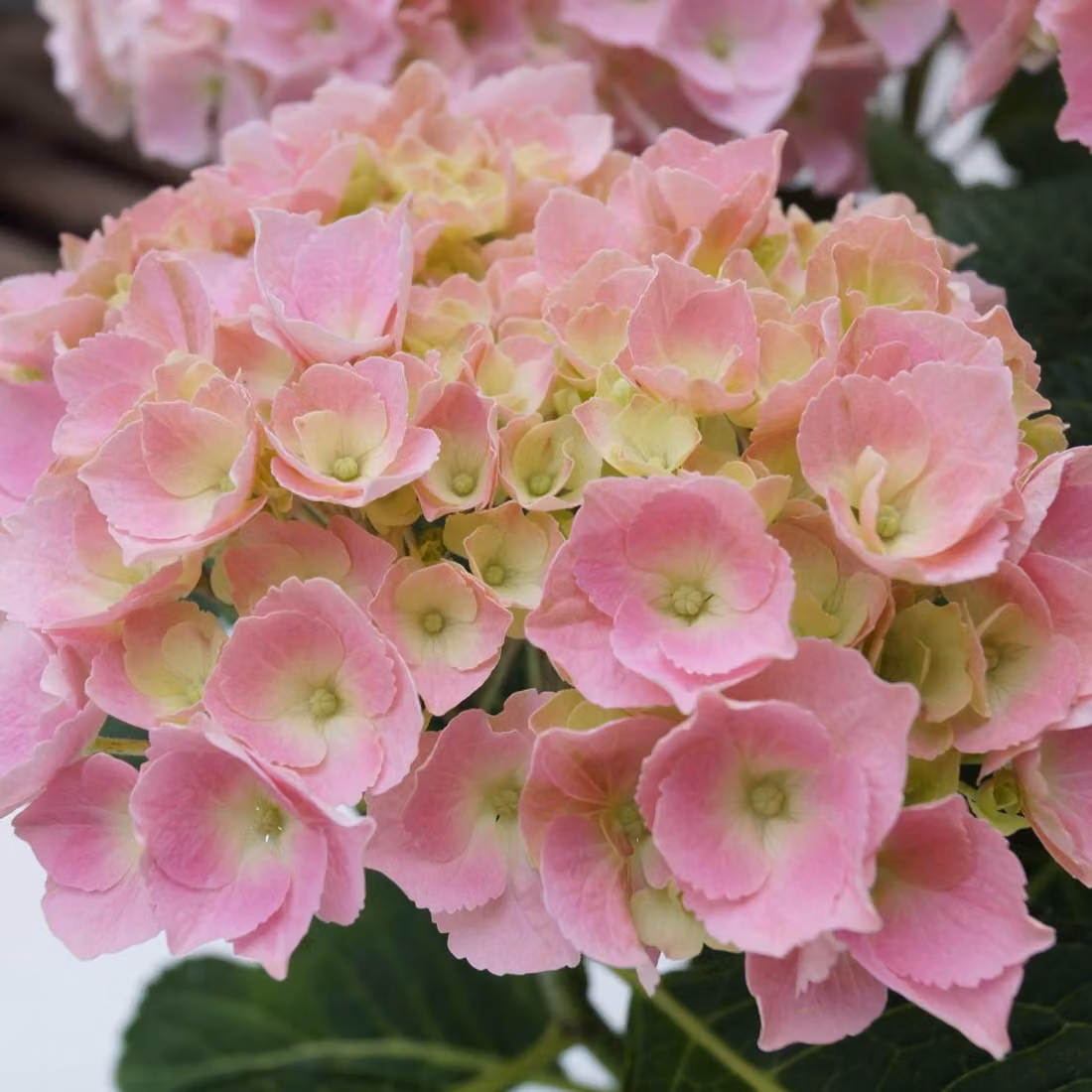 2 ortensie - *Hydrangea macrophylla* 'Bodensee' | 25-30 cm in vaso