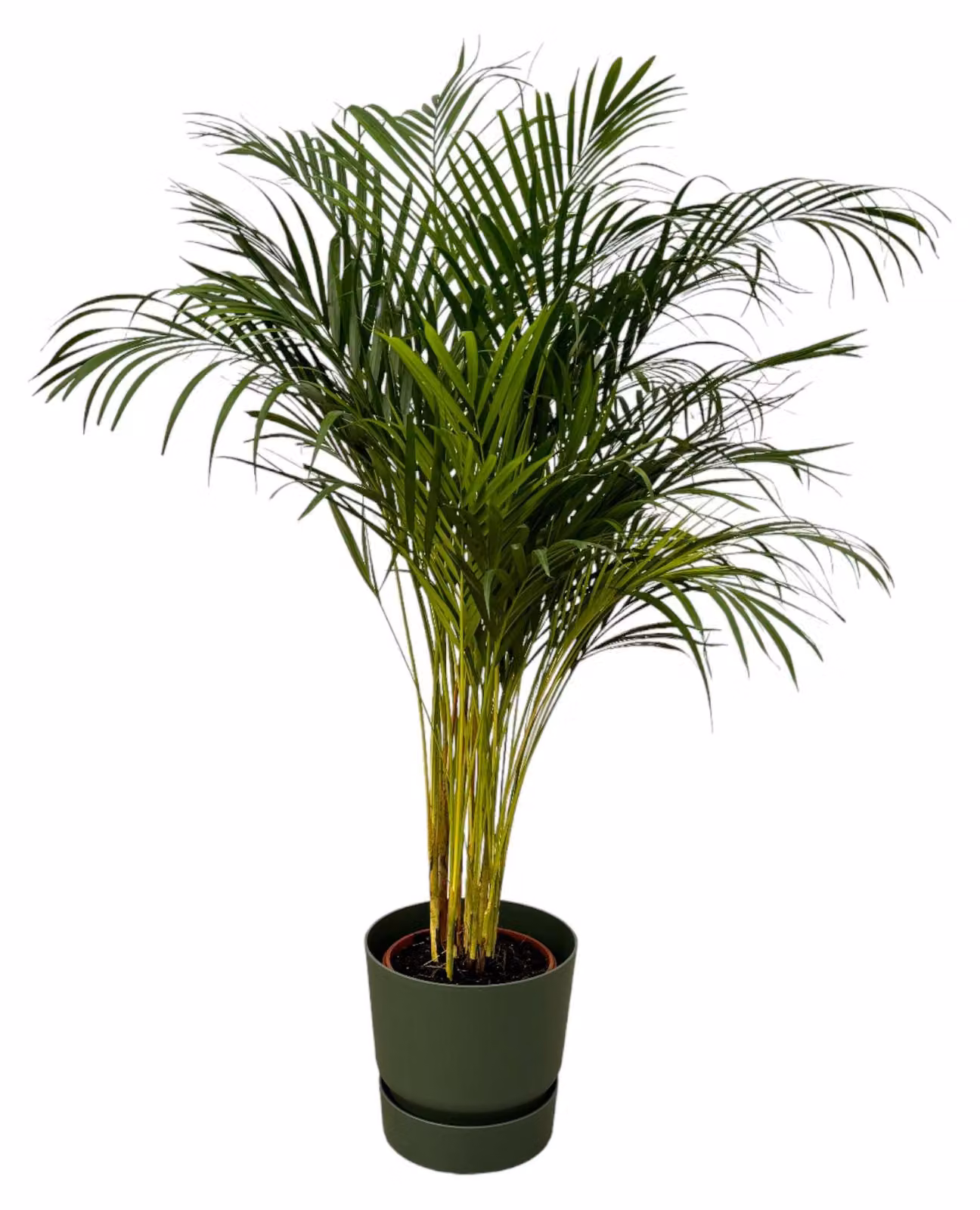 Palma Areca incluso elho Greenville Verde tondo - 120-130cm - Ø24cm - Pianta d'appartamento - Set completo - Pianta con vaso