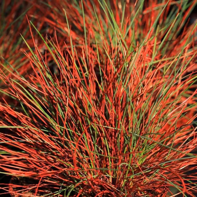 Festuca Walberla 1L