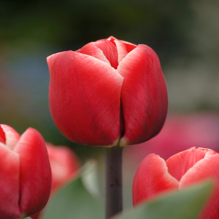 Tulipani Bulbi Bulbi Fiori Trionfo Tulipano Kung Fu 5 pz.