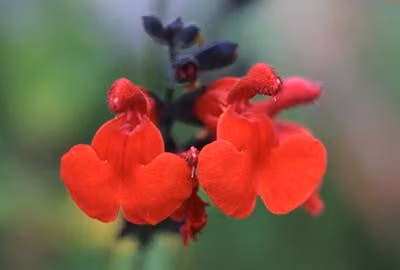 6 x Salvia micr. 'Royal Bumble' - Muschio stellare - vaso 9 x 9 cm