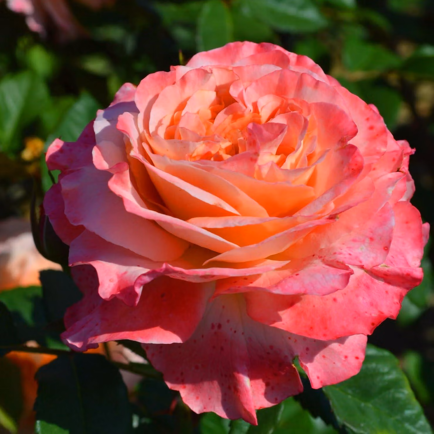 Rosen Kollektion - 3 piante - Perenni resistenti al freddo - Vere rose profumate provenienti dall'Olanda - ideali per giardini e aiuole (senza semi, non artificiali)