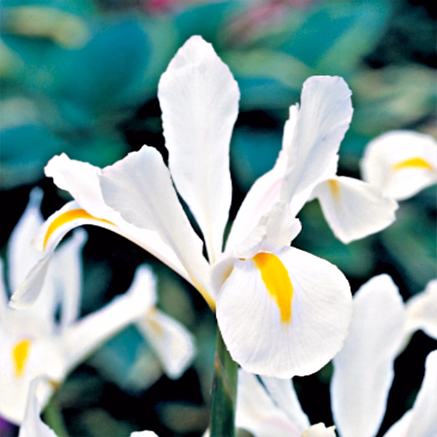 Iris Iris olandese White Exelsior 10 bulbi di iris iris