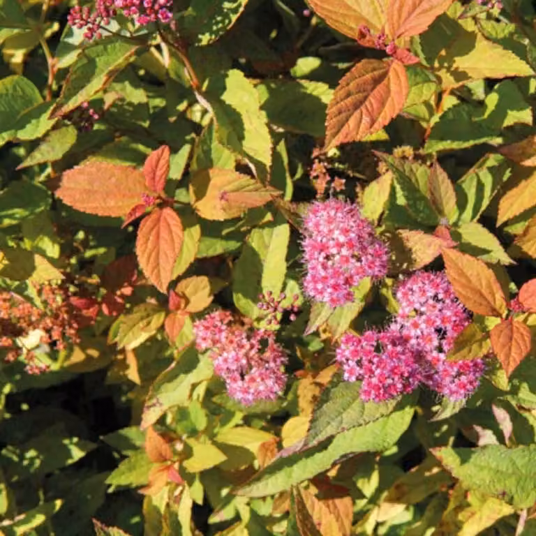 2 piante di Spiraea japonica 'Firelight' | Altezza: 25-30 cm, in vaso