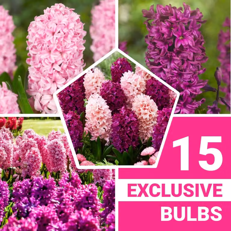 Bulbi di giacinto, resistenti al freddo invernale, perenni - Mix di colori viola e rosa - 15 bulbi - Bulbi profumati - 3 colori - Piante provenienti dall'Olanda - Adatti per giardino, vaso o terrario (bulbi di grandi dimensioni, non semi)