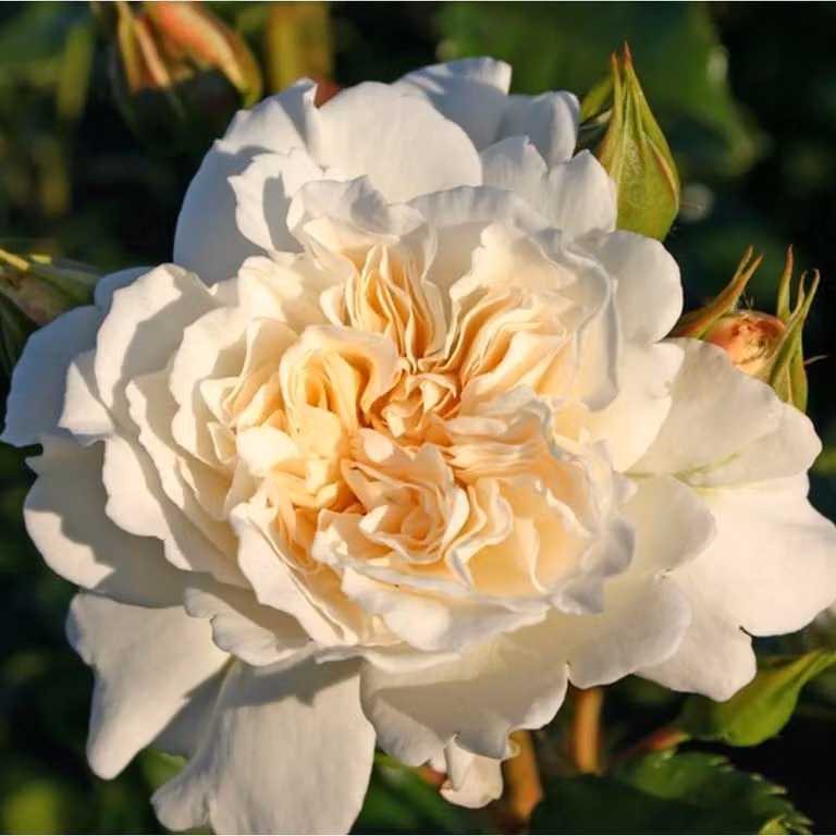 Rosa - Rosa da aiuola Kordes - Rosa 'Petticoat'®