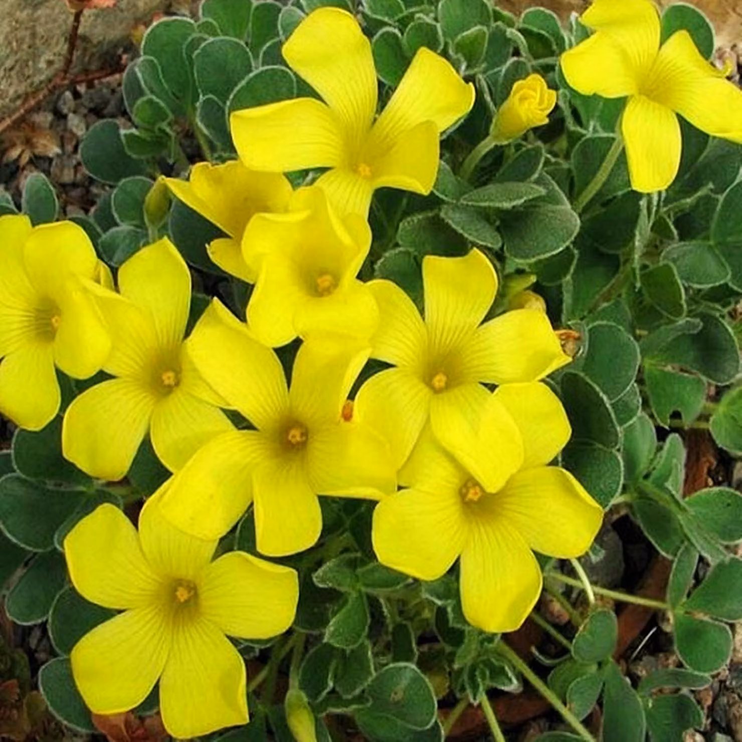 Oxalis Fiore Bulbi Bulbi Fiori Acetosella Ken Aslet 3 pz.