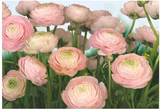 Fotomurale KOMAR Gentle rosa con motivo floreale primaverile, Multicolore, L: 368 cm x H: 254 cm