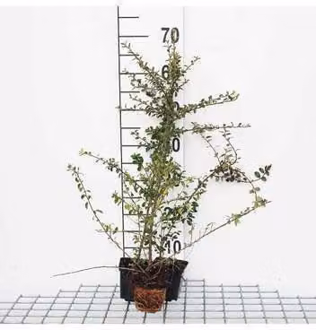 12 x Cotoneaster radicans 'Eichholz' - Cotoneaster strisciante 'Eichholz' - vaso 9 cm x 9 cm
